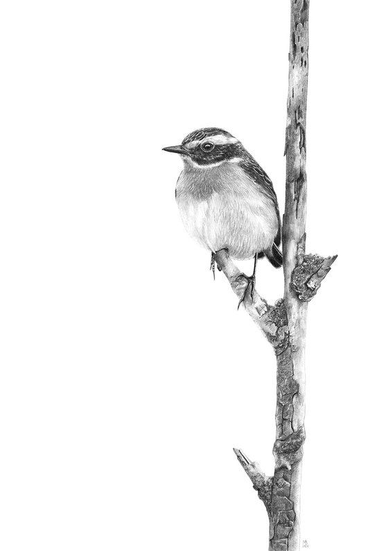 Whinchat