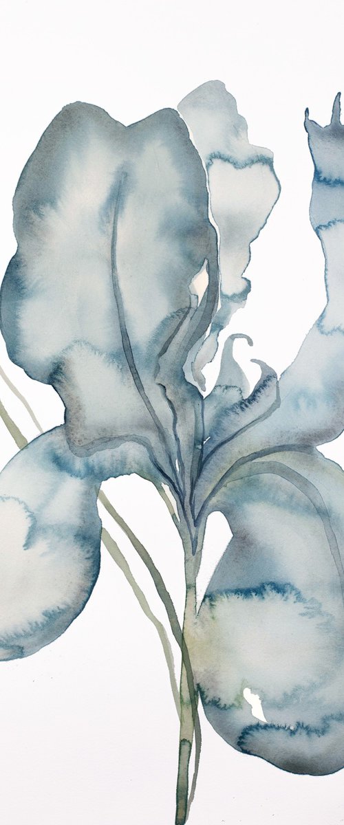 Iris No. 174 by Elizabeth Becker