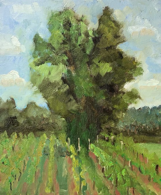 Lime tree in the vineyard