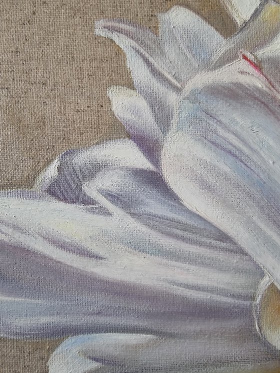 White tulip