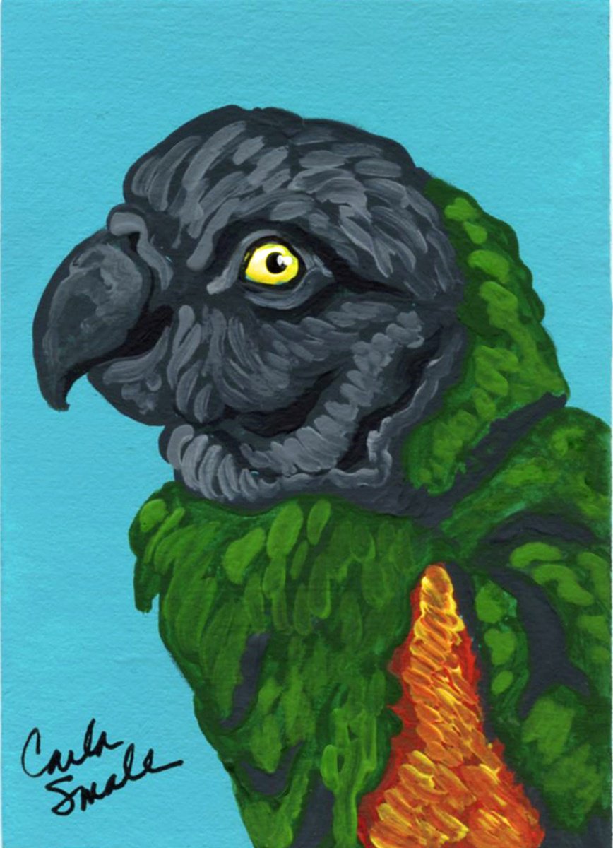 Senegal Parrot by Carla Smale