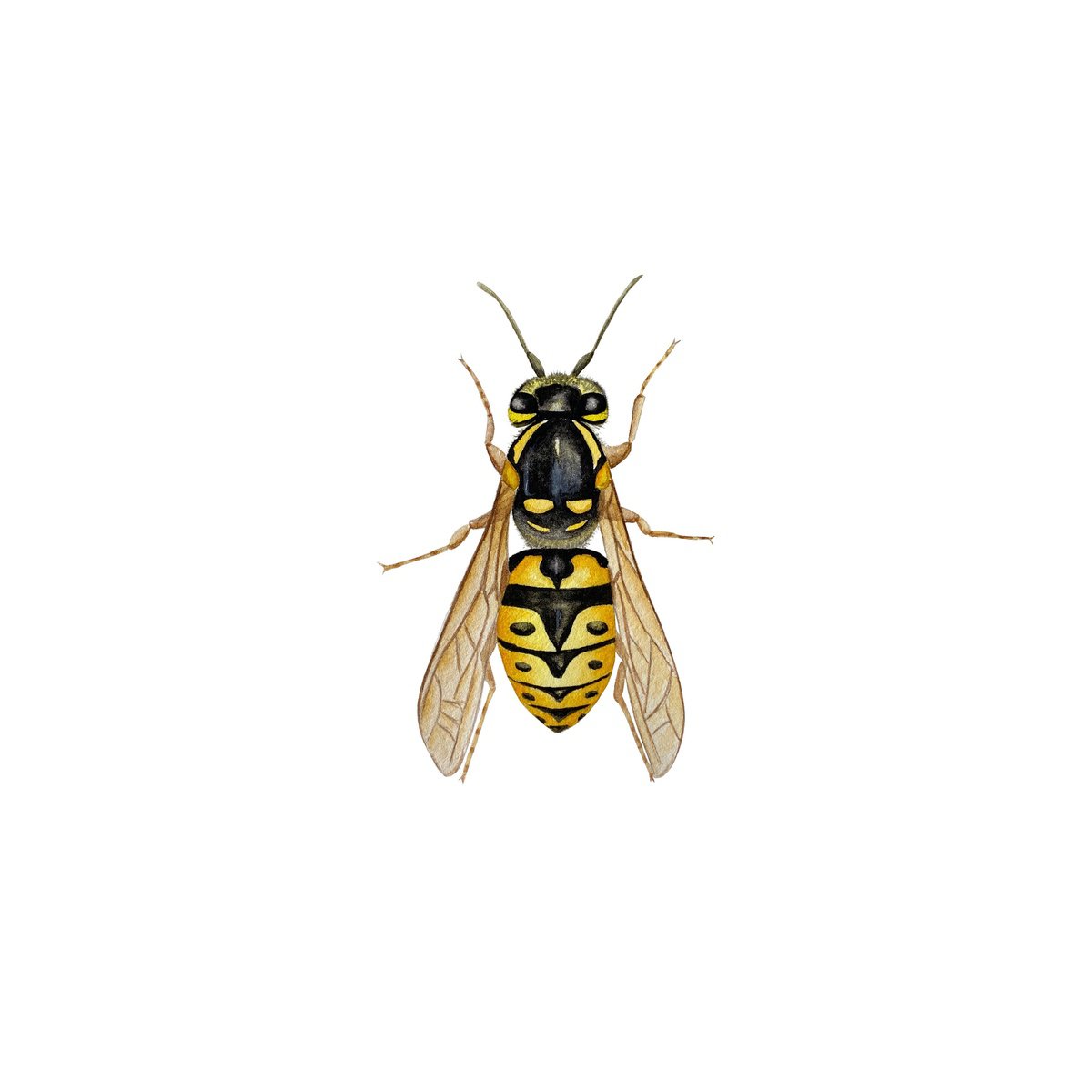 Wasp by Tina Shyfruk