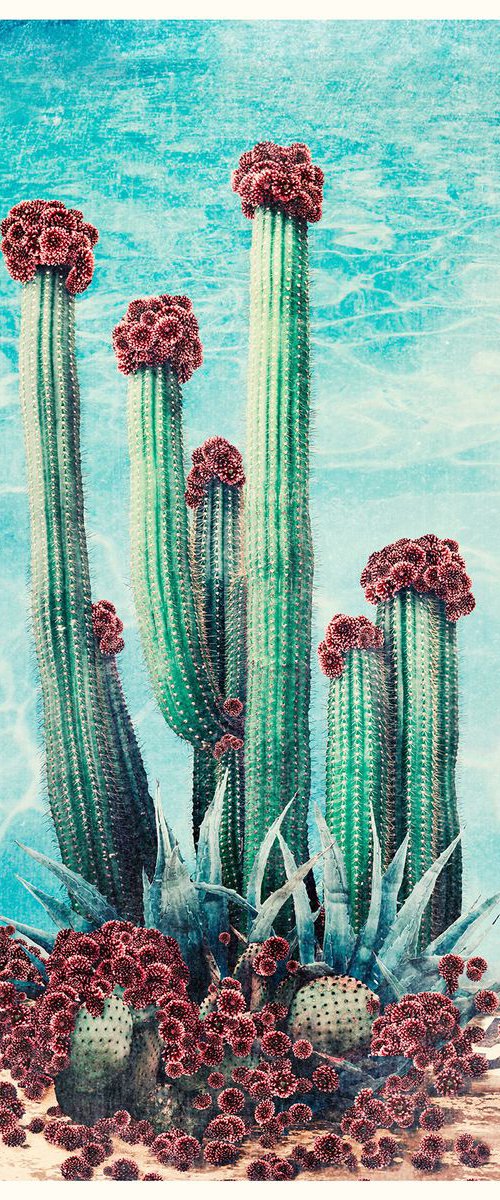 Cactus Pool by Nadia Attura