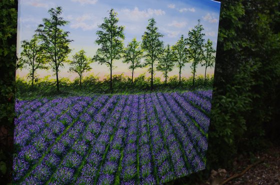 Lavender Fields at Dusk