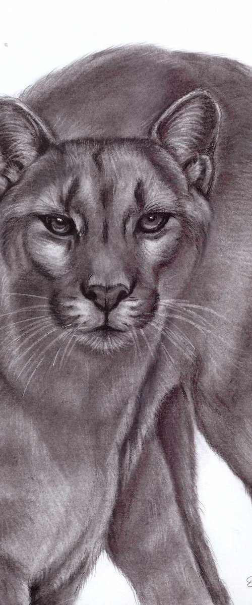 Cougar by Dalia Binkiene