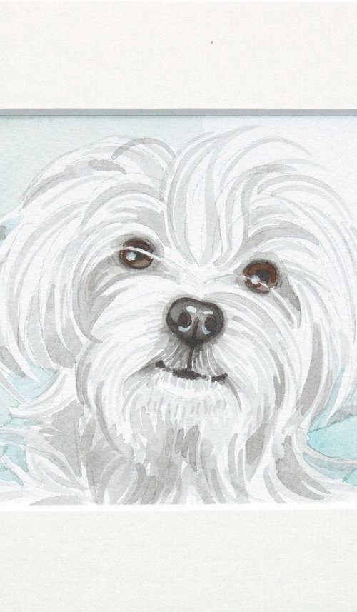 Maltese dog * free shipping * by Jolanta Czarnecka
