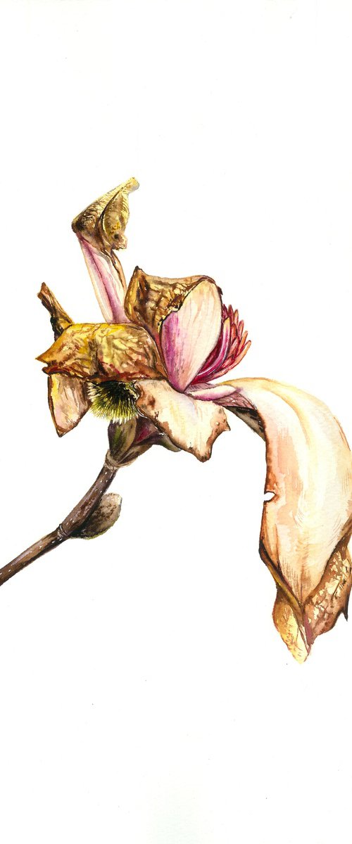 Fading Magnolia by Maryna Boiko