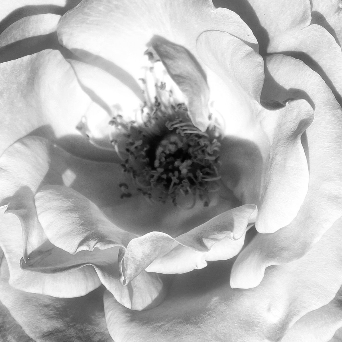 Impressionistic Botanical Photograph By William Dey, 22 X 22", Tourmaline Rose Noir Palm Springs Ca, Original Artwork