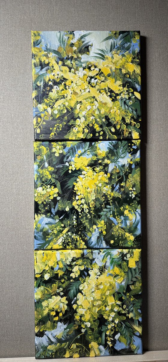 Mimosa triptych