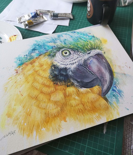 Macaw _Sunshine