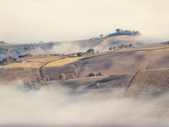 San Giovese fields