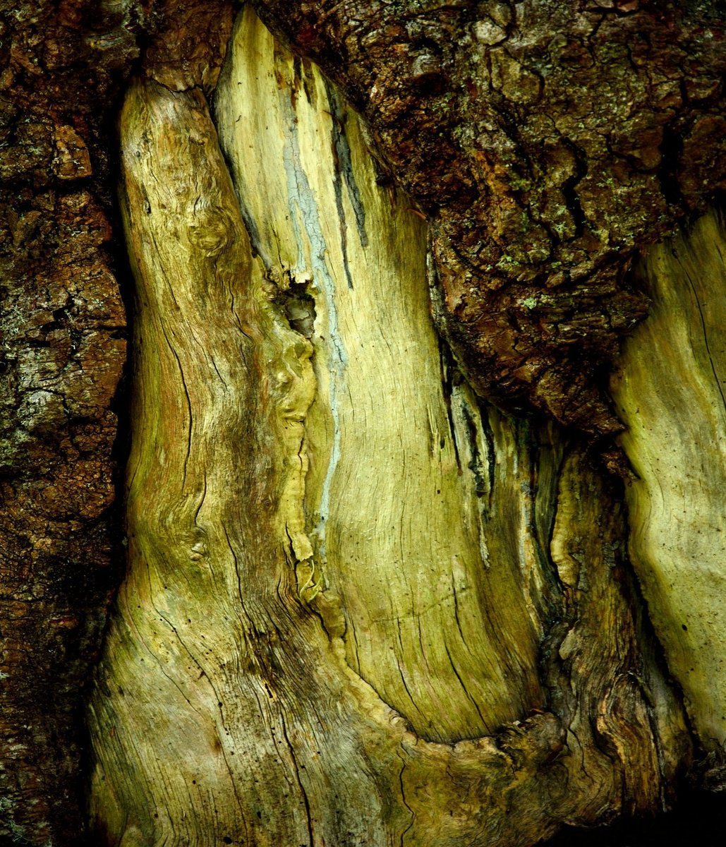 Organic Abstract Photograph By Philippe Berthier, 24 X 28", Sadness..............., Original Artwork