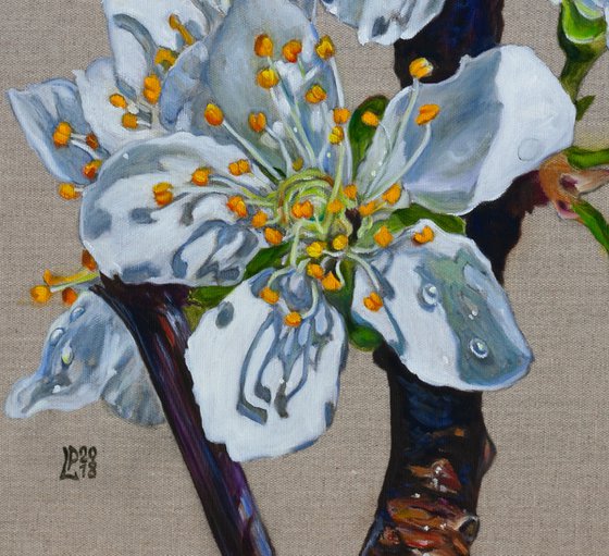 Plum Blossom