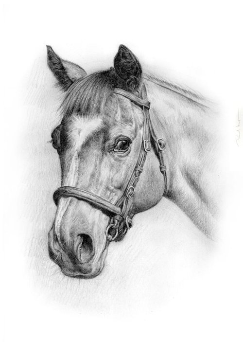 Horse Portrait 1 by Paul Moyse