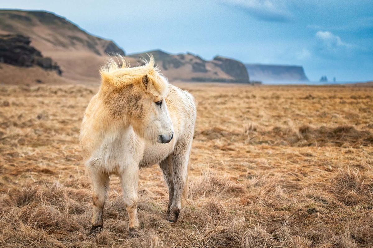 Icelandic Pony - A3 Limited Edition Print by Ben Robson Hull