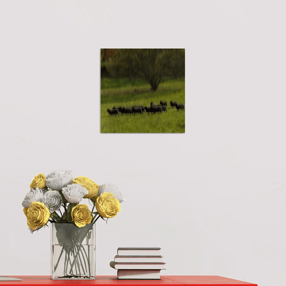 Black Sheep Limited Edition 1/50 10x10 inch Photographic Print.