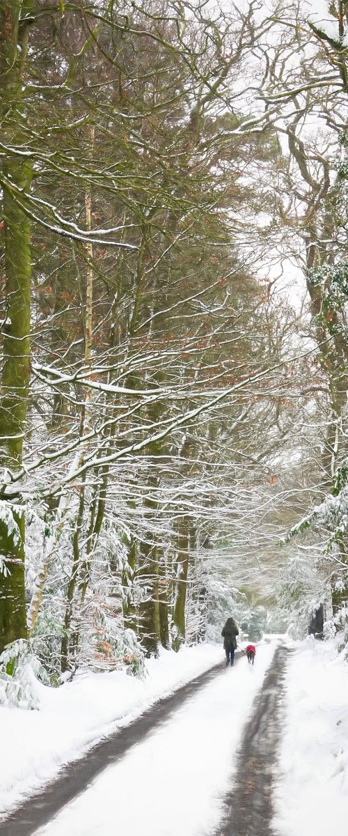 A walk in the Snow by Martin  Fry