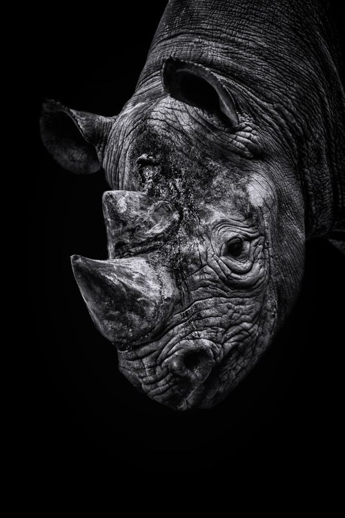 Rhino looking down by Paul Nash