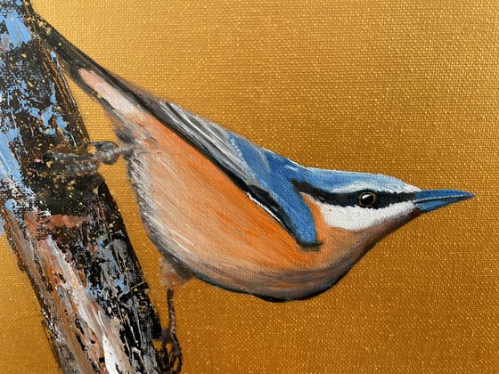 Nuthatch