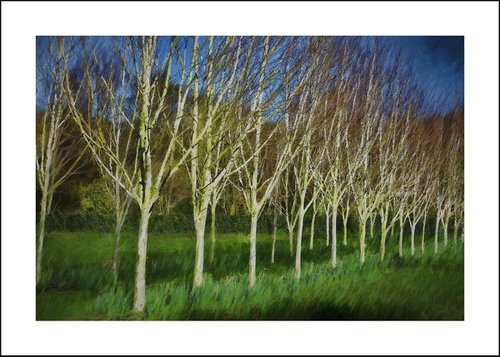 Silver Birch Trees by Martin  Fry