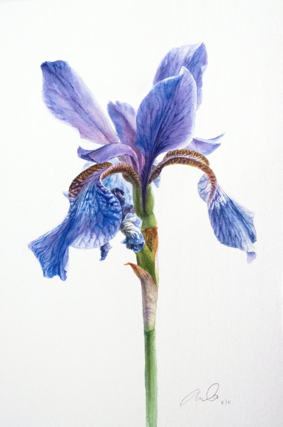 Iris