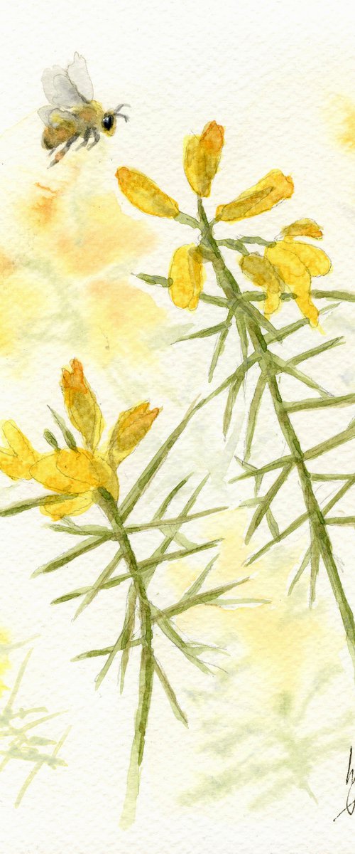 Honey Bee with Gorse Blossom by Lisa Mann