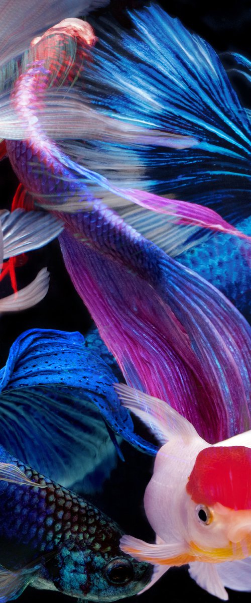 Betta Collage 52 by MICHAEL FILONOW