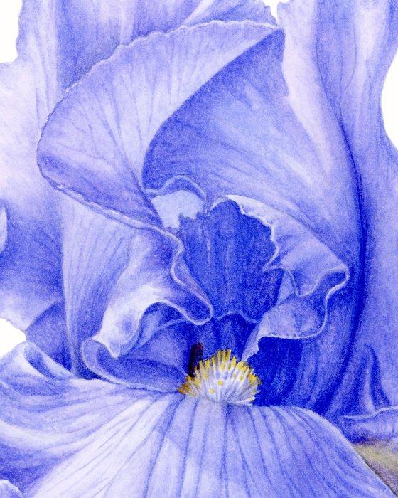 Blue Iris Side View