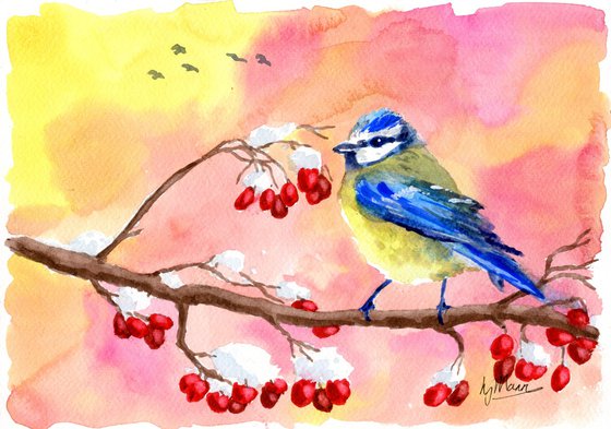 Blue Tit and Winter Berries