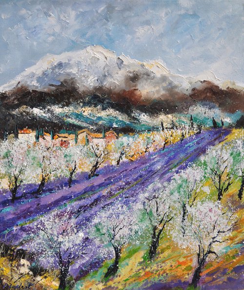 Blooming almond trees in Provence   7623 by Pol Henry Ledent