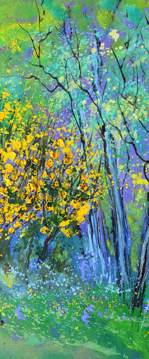Yellow broom flowers by Pol Henry Ledent