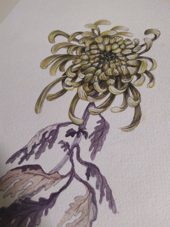 Chrysantemum.