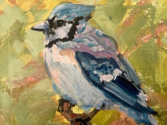 Blue Jay