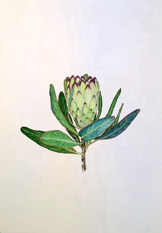 Protea neriifolia' Limelight'