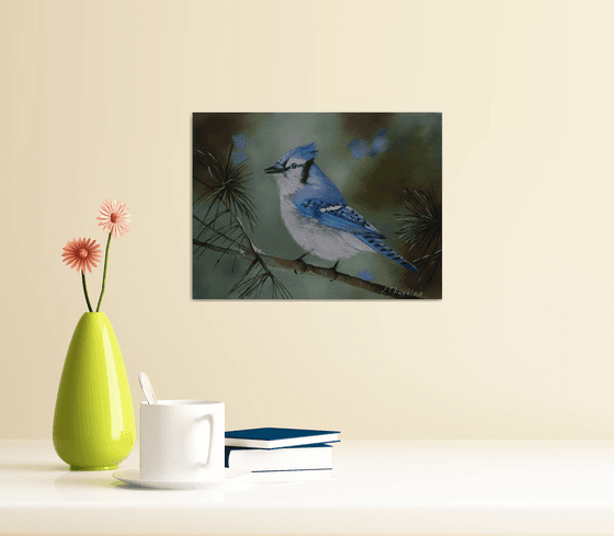 Blue Jay on Pine
