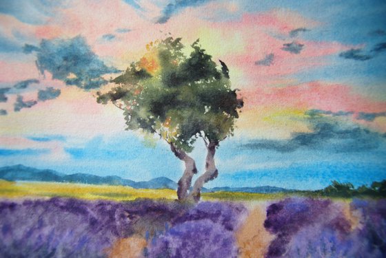 The fields of lavender