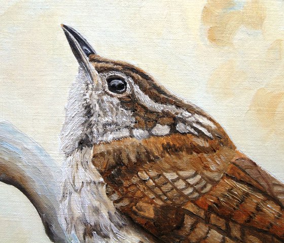 Carolina Wren