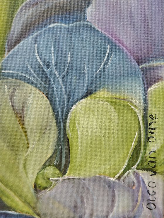 Hydrangea 2