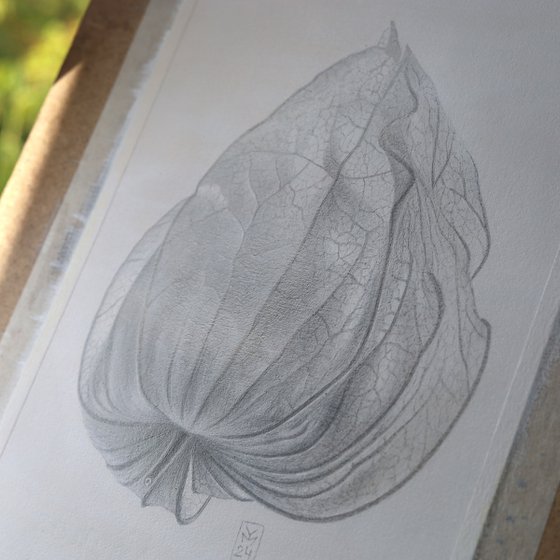 Physalis