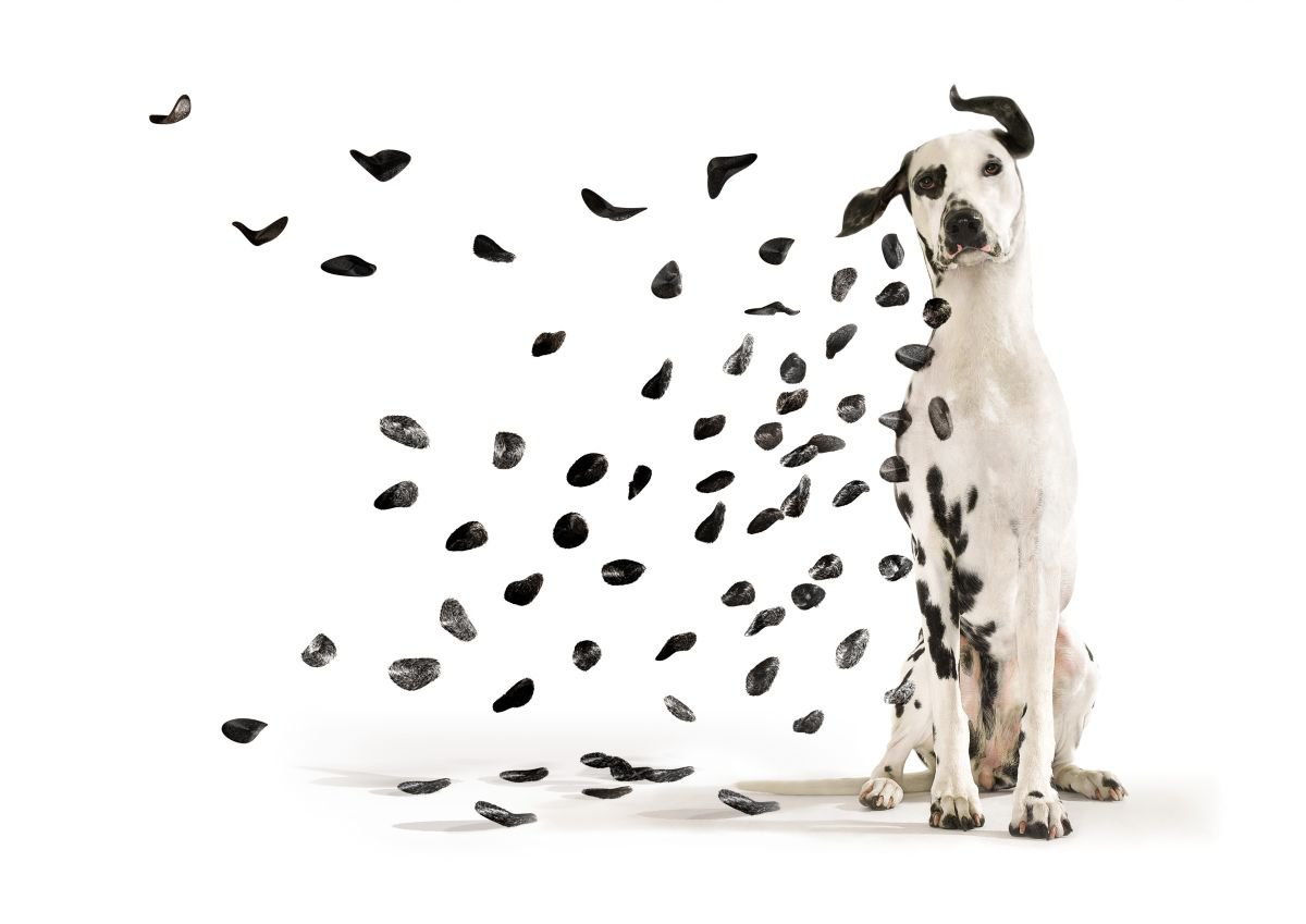 Photorealistic Animal Photograph By Gandee Vasan, 23 X 17, Blow Me Away, Original Artwork