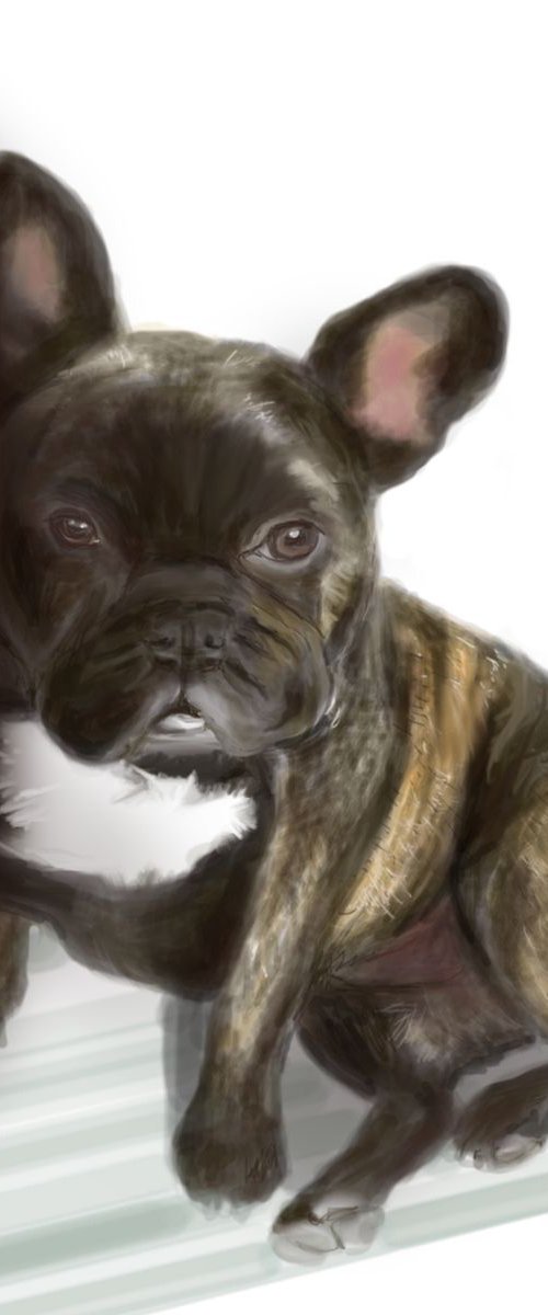 French Bulldog by Elizabeth Sidebotham