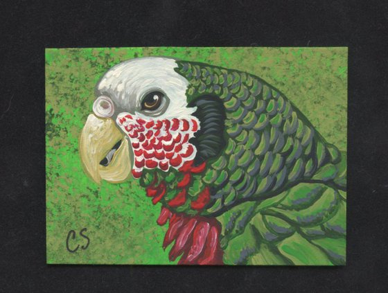 ACEO ATC Original Painting Cuban Amazon Parrot Bird Art-Carla Smale