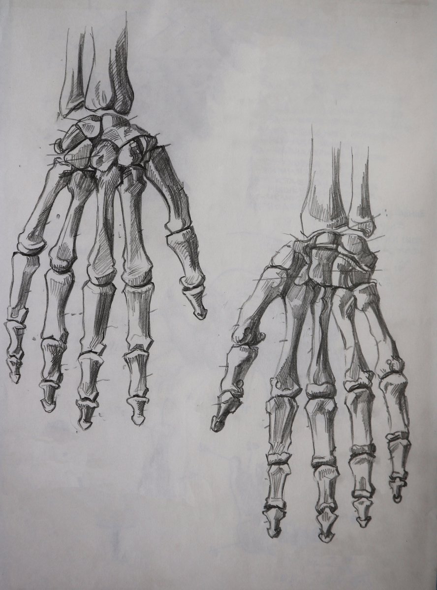 Anatomical sketch of the bones of the hand | Artfinder