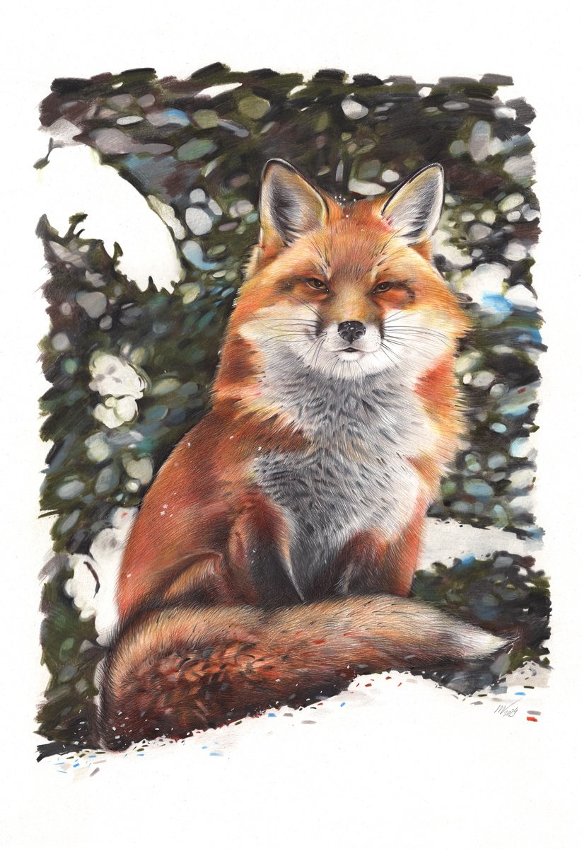 Photorealistic Animal Drawing By Daria Maier, 14 X 20, Red Fox, Original Artwork