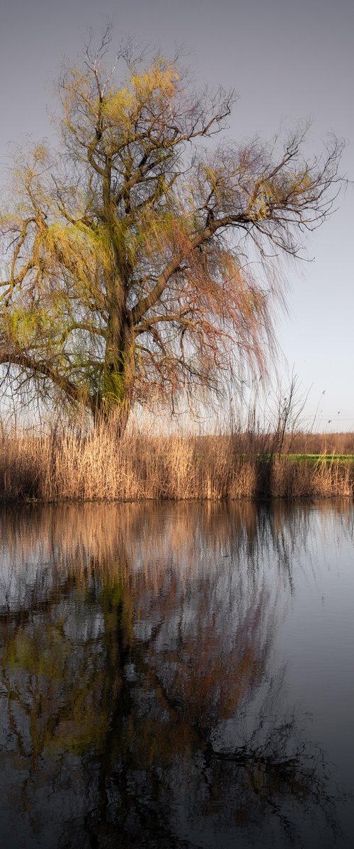 Crying tree by Vlad Durniev