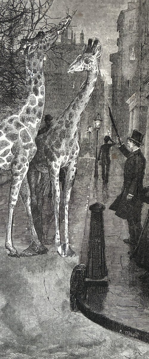 Giraffes in Duke Street by Tudor Evans