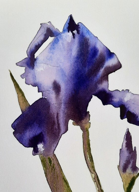 Inimitable Iris - Original Watercolour  - UK Artist