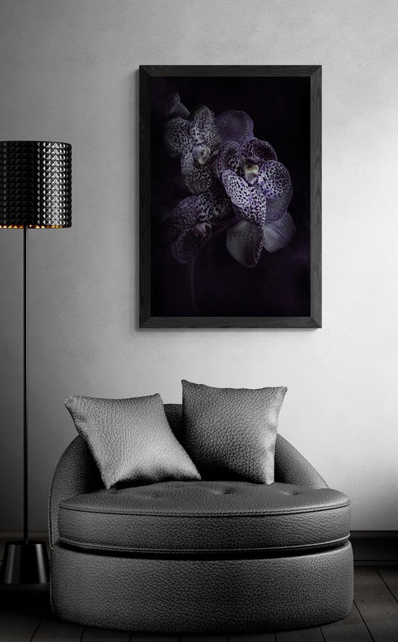 Midnight Orchids