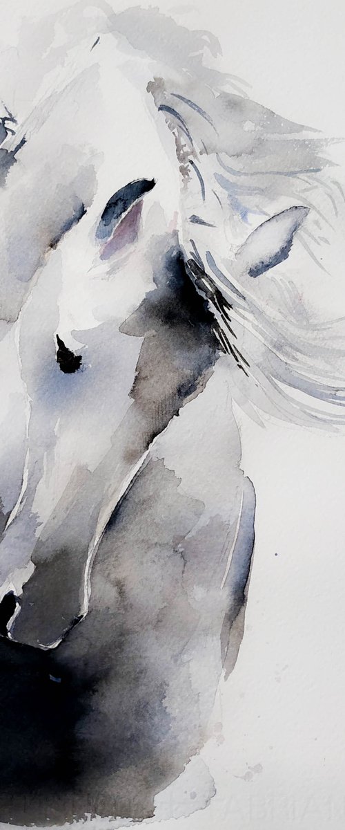 White horse by Flavio Furlan
