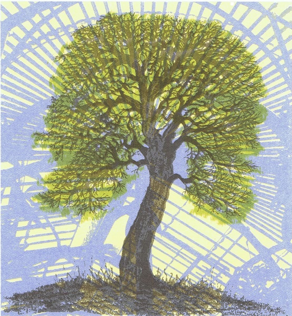Quercus Suber by Aidan Flanagan Irish Landscapes